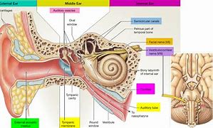 ear trumpet